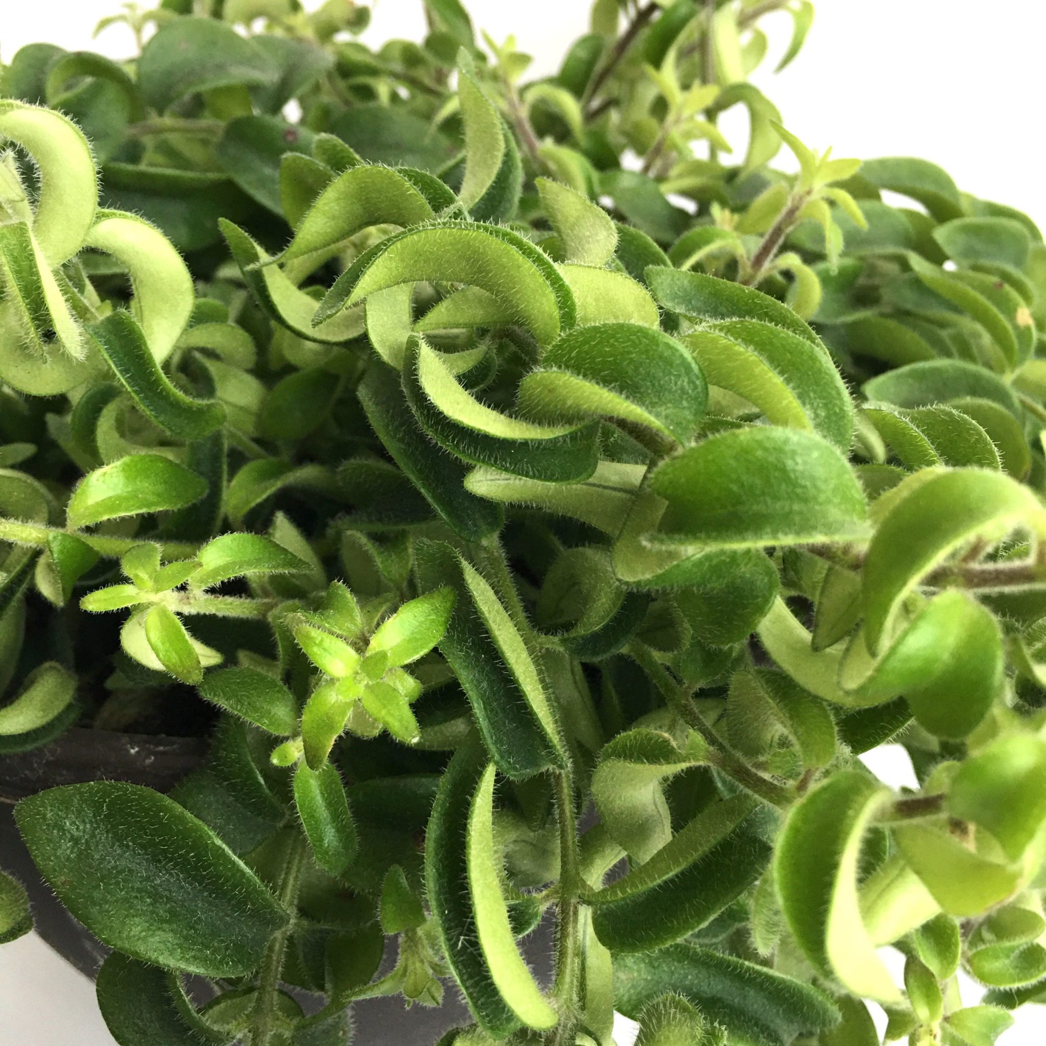 How to Grow and Care for a Twisted Lipstick Plant