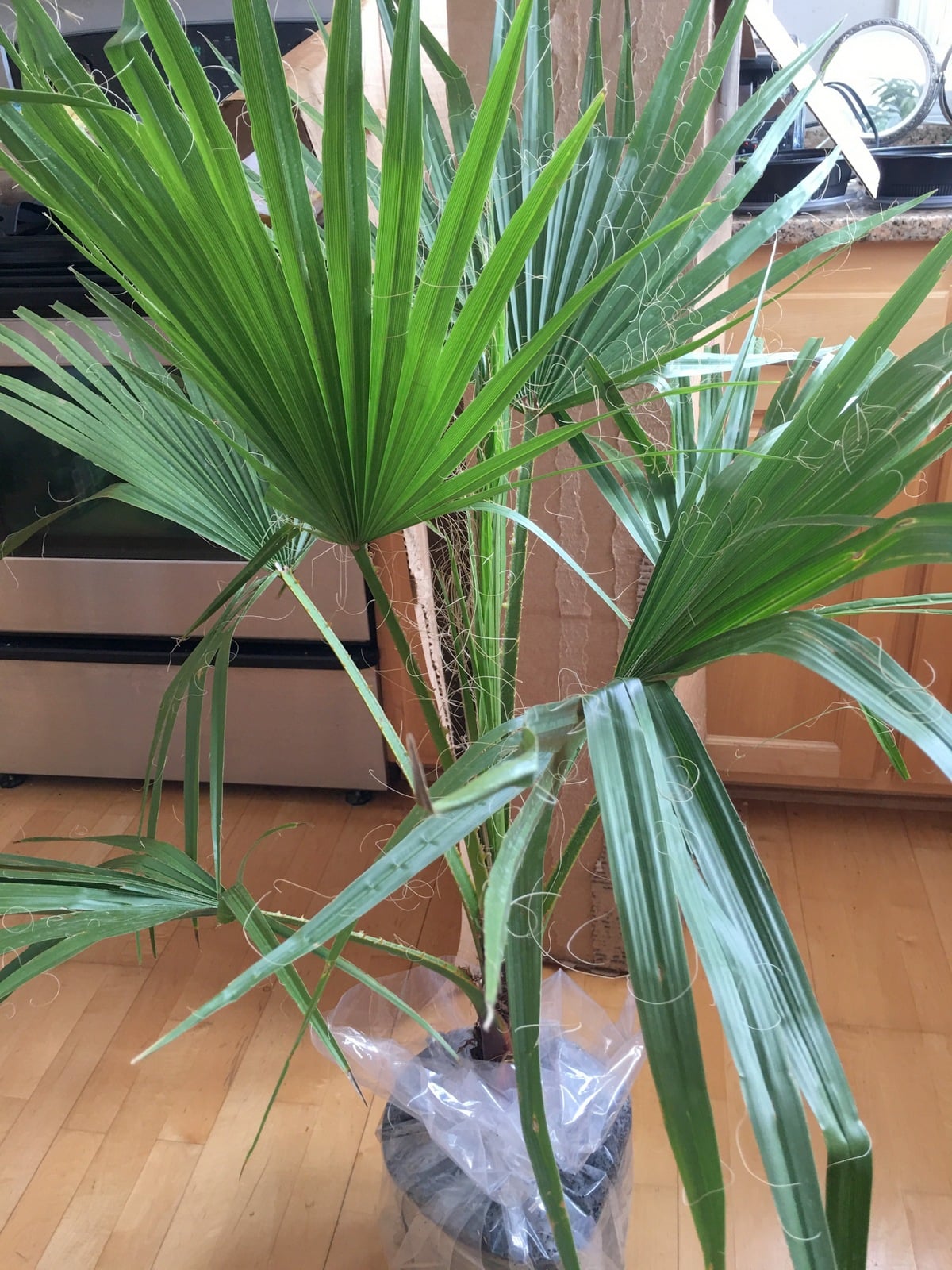 House Plant Washingtonia Robusta Palm Mexican Fan Palm Unique And Unusual Indoor Plants For Your Home Decor Jaydeemahs Com