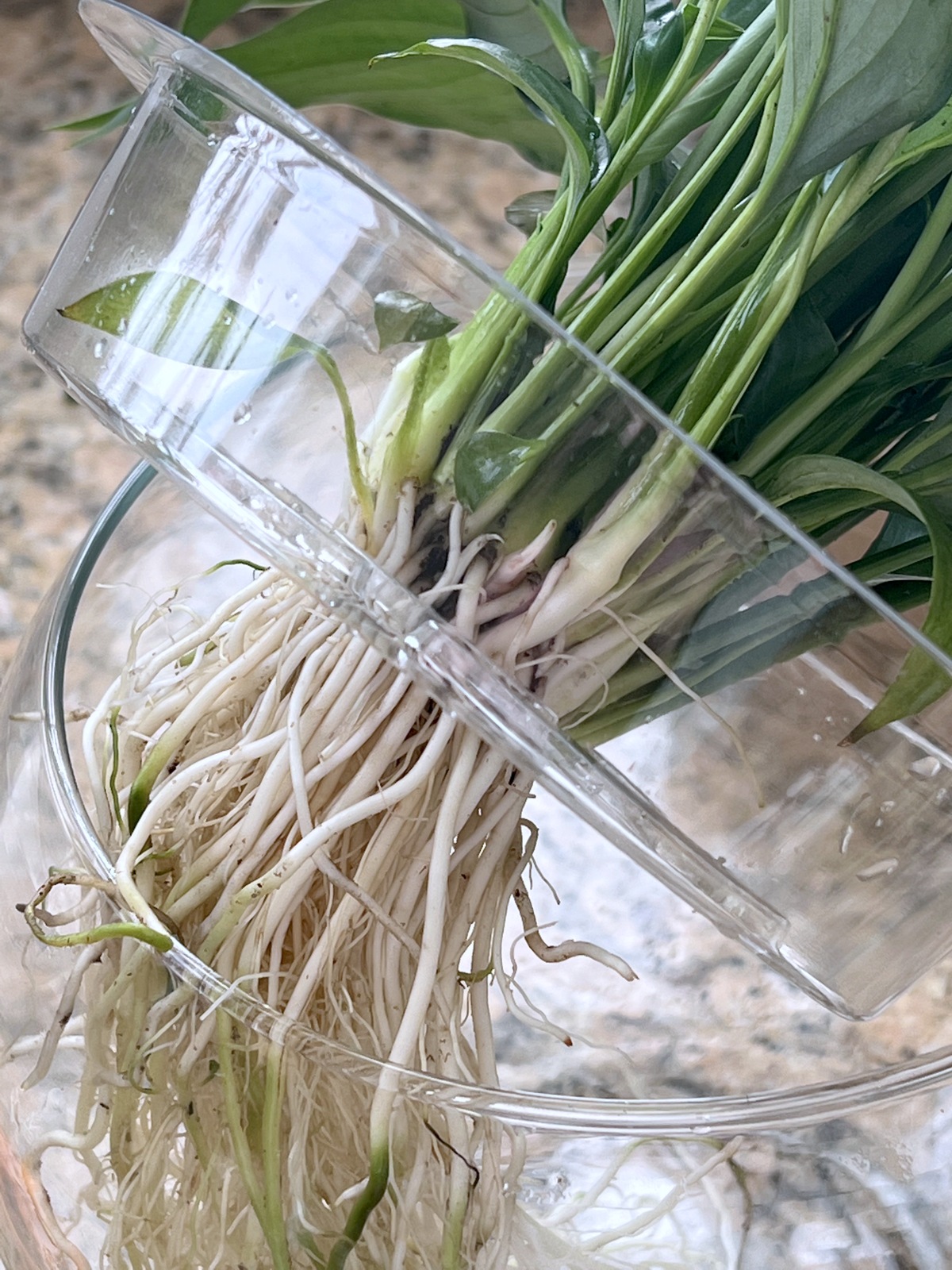 peace lily in water vase