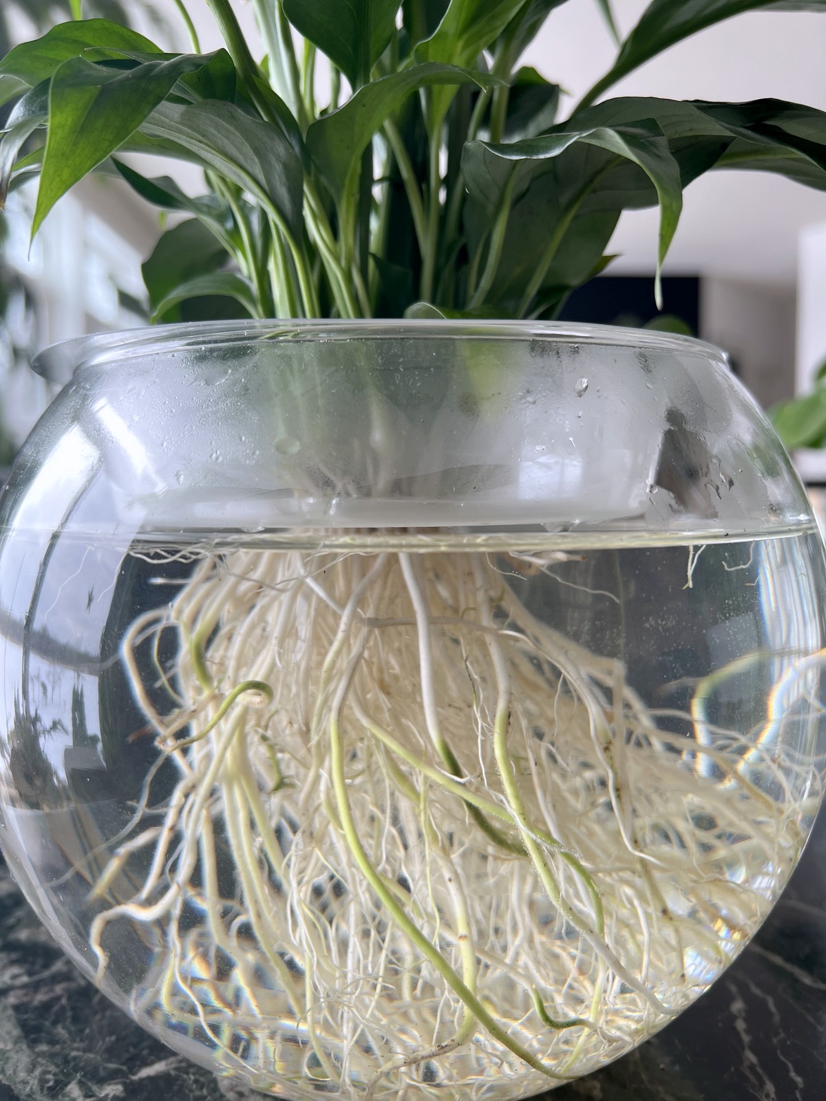 peace lily in water vase