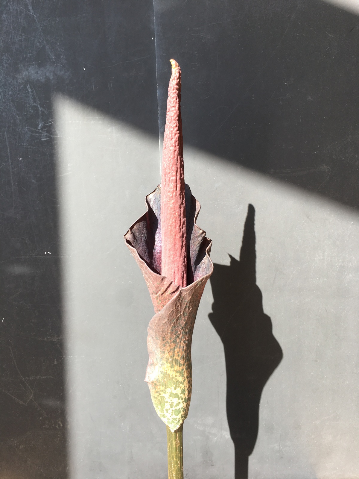 Amorphophallus Konjac