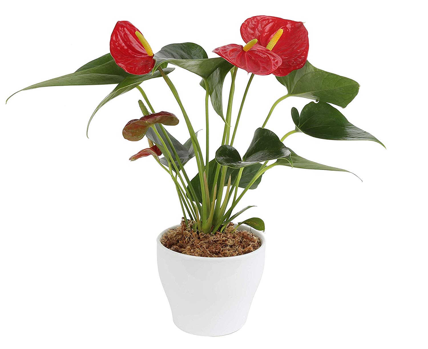 [House Plant]: Anthurium - Unique and Unusual Indoor Plants for Your